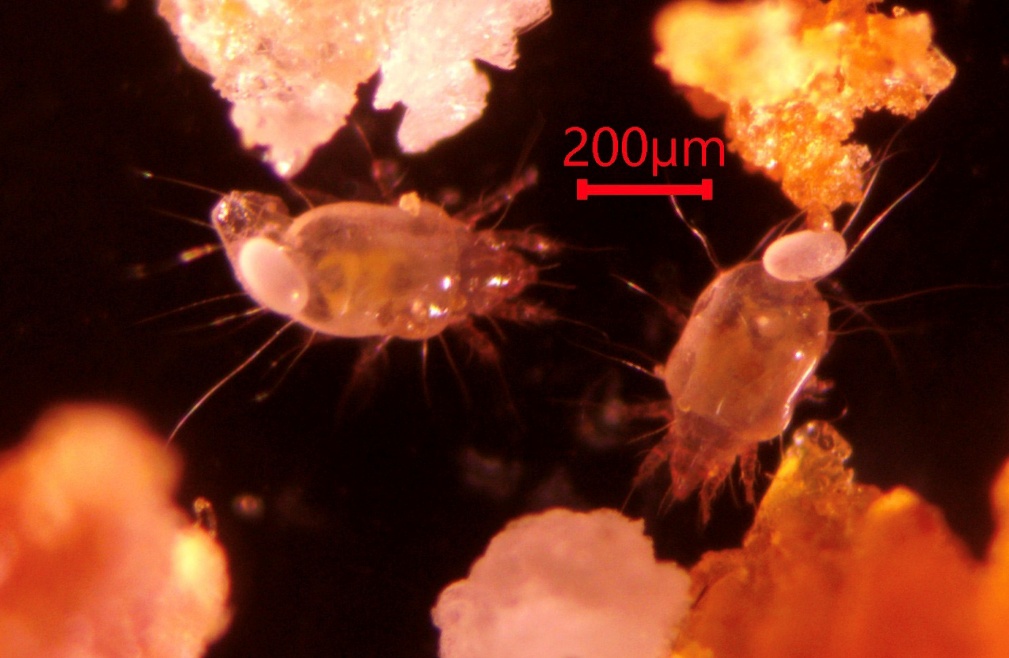 Fig02 Mites Carrying Their Eggs