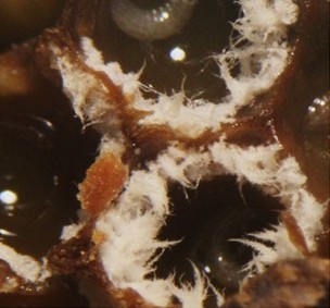 Stingless Bee Brood With Fungi