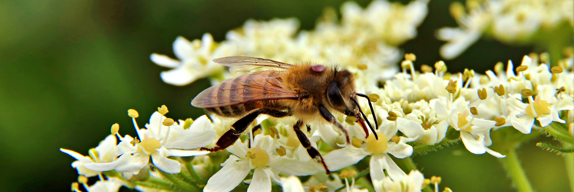 Bee carrying Varroa mite