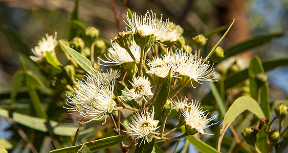 Floribunda Issue Page Thumbs FEB 2026