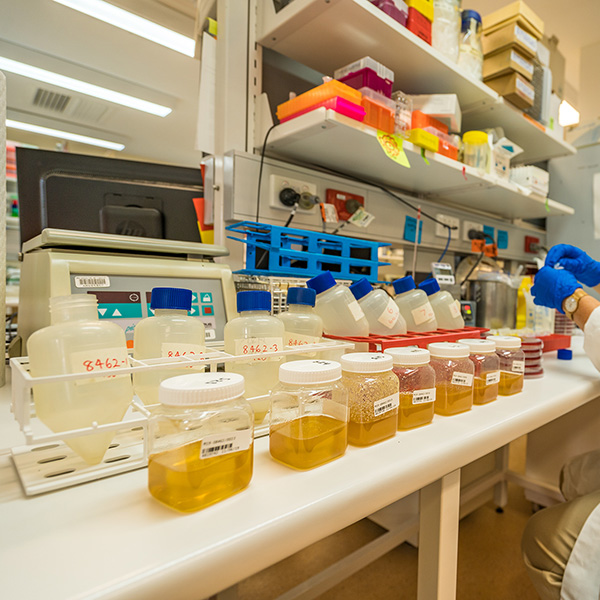 Honey test set up in the laboratory