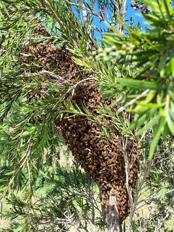 This is the swarm videoed taking up residence in their new home.