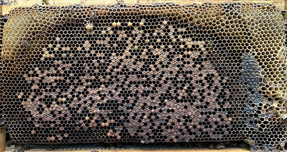 BBB Issue Page Thumbs FEB 2026