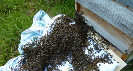 Editor Thumbs JAN 2026