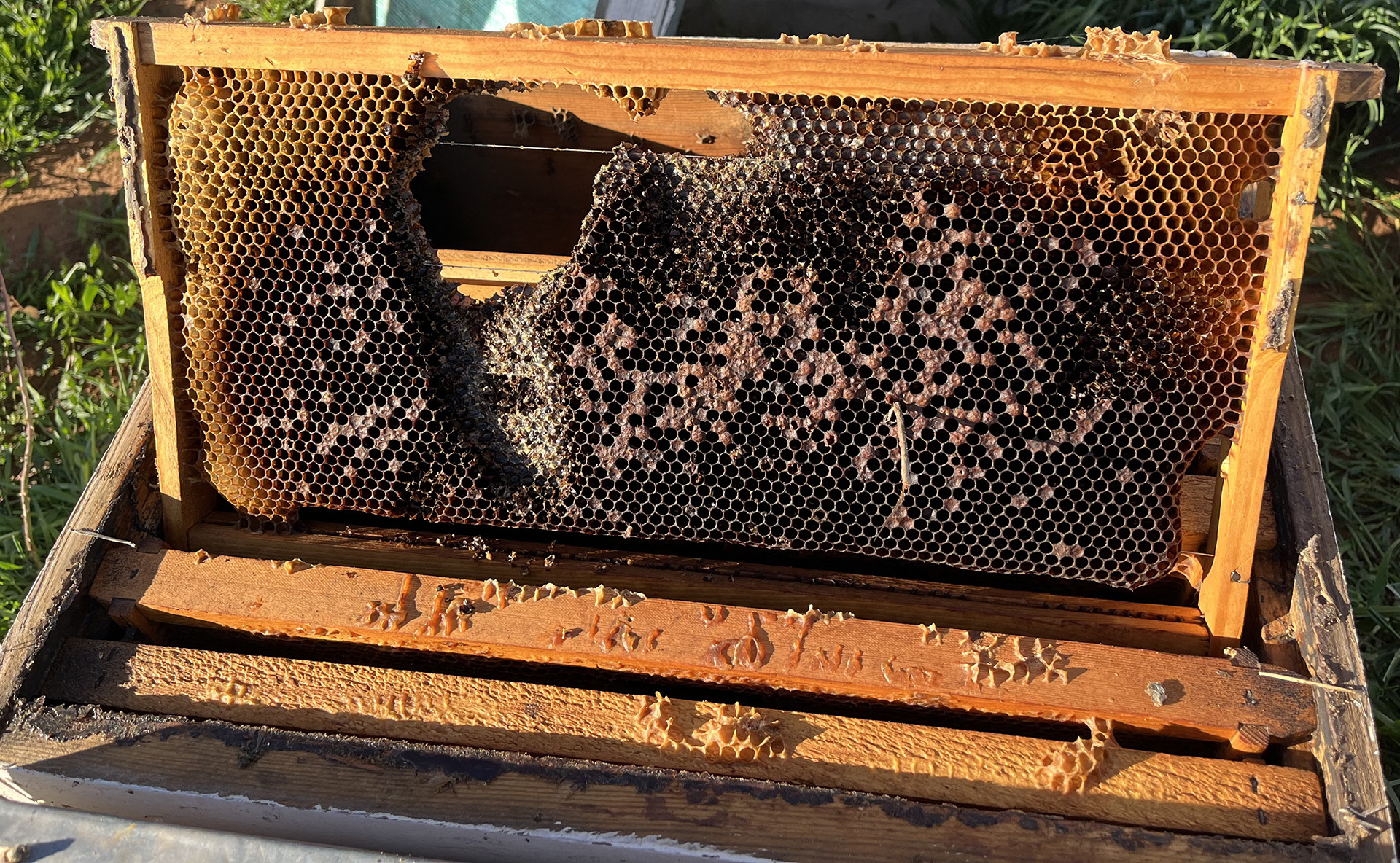 This neglected hive became a AFB dead-out that was completely robbed out by other bees and rodents. Other nearby hives likely got AFB from this one.