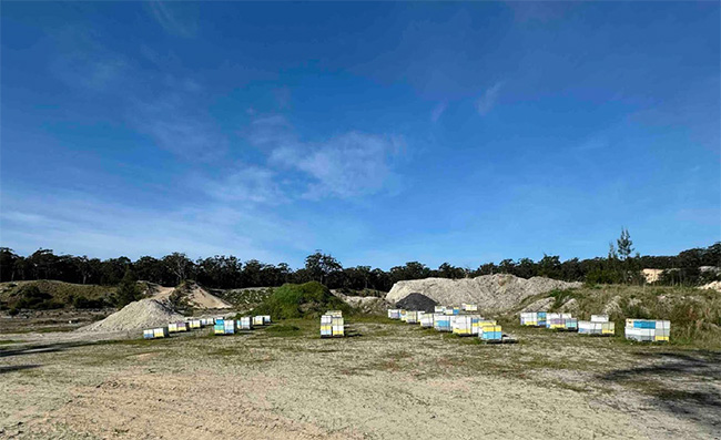 Varroa Resistant Body 650