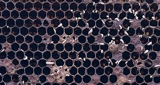 SHB Issue Page Thumbs JAN 2026