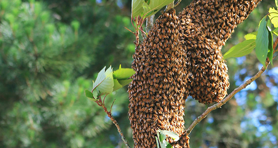 Biobuzz Issue Page Thumbs March 2026 (1)