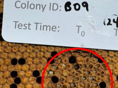 Varroa Resistant Comb Thumb