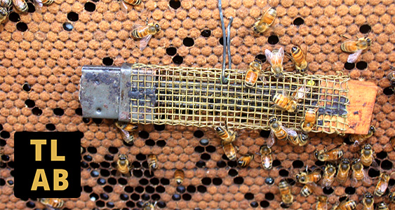 Issue Page Thumbs June 2026 Brood Break